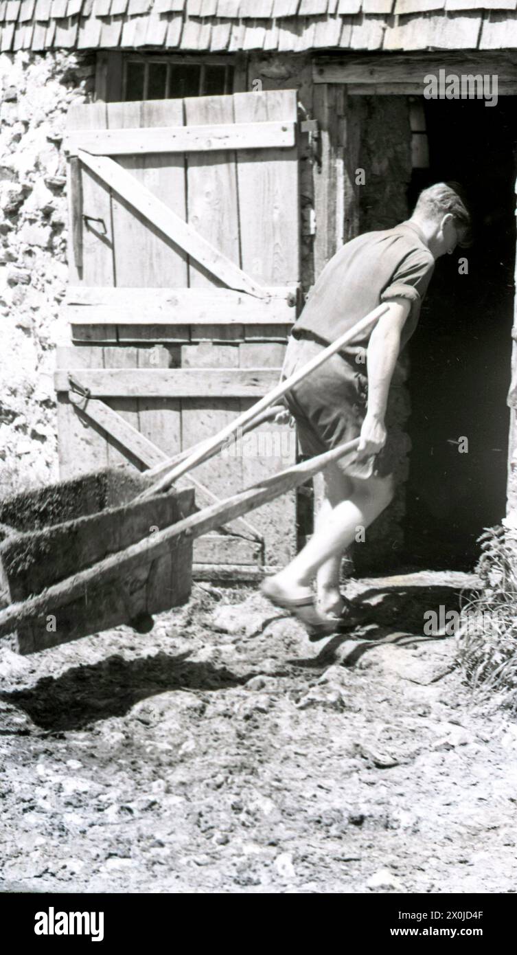 Junger Mann zieht Schubkarre voll Kuhmist in die Scheune. Den Kuhstall in der Alpe Plättele ausmusten. Stockfoto