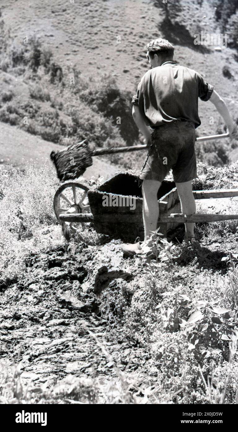 Der junge Mann leert die Schubkarre von Kuhmist. Den Kuhstall in der Alpe Plättele ausmusten. Stockfoto