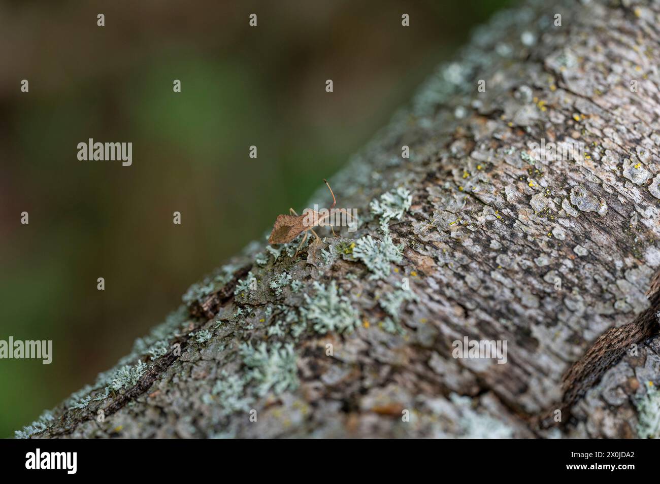 Winklige Käfer an einem Baumstamm Stockfoto