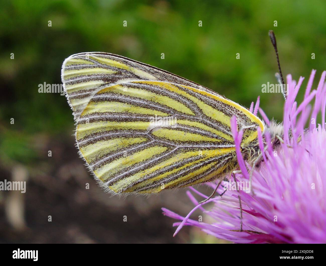Mariposa dándose un festín de delicioso polen de la flor morada Stockfoto