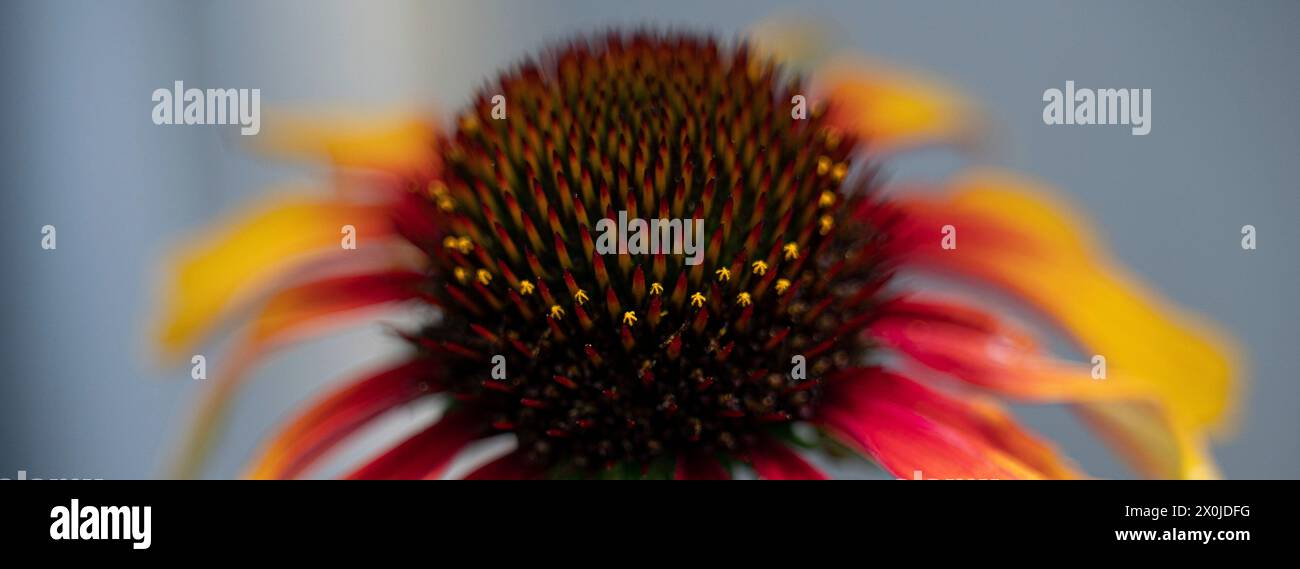 Details einer Echinacea Stockfoto
