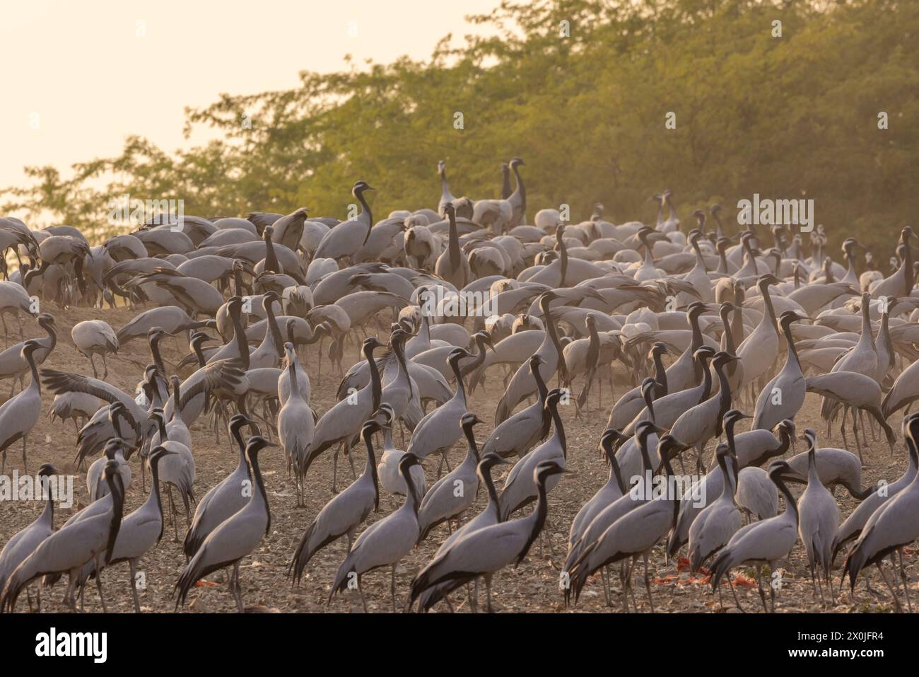 Gemeinde der wandernden Demoiselle Krane in der Nähe des Dorfes Bishnoi, Rajasthan Stockfoto