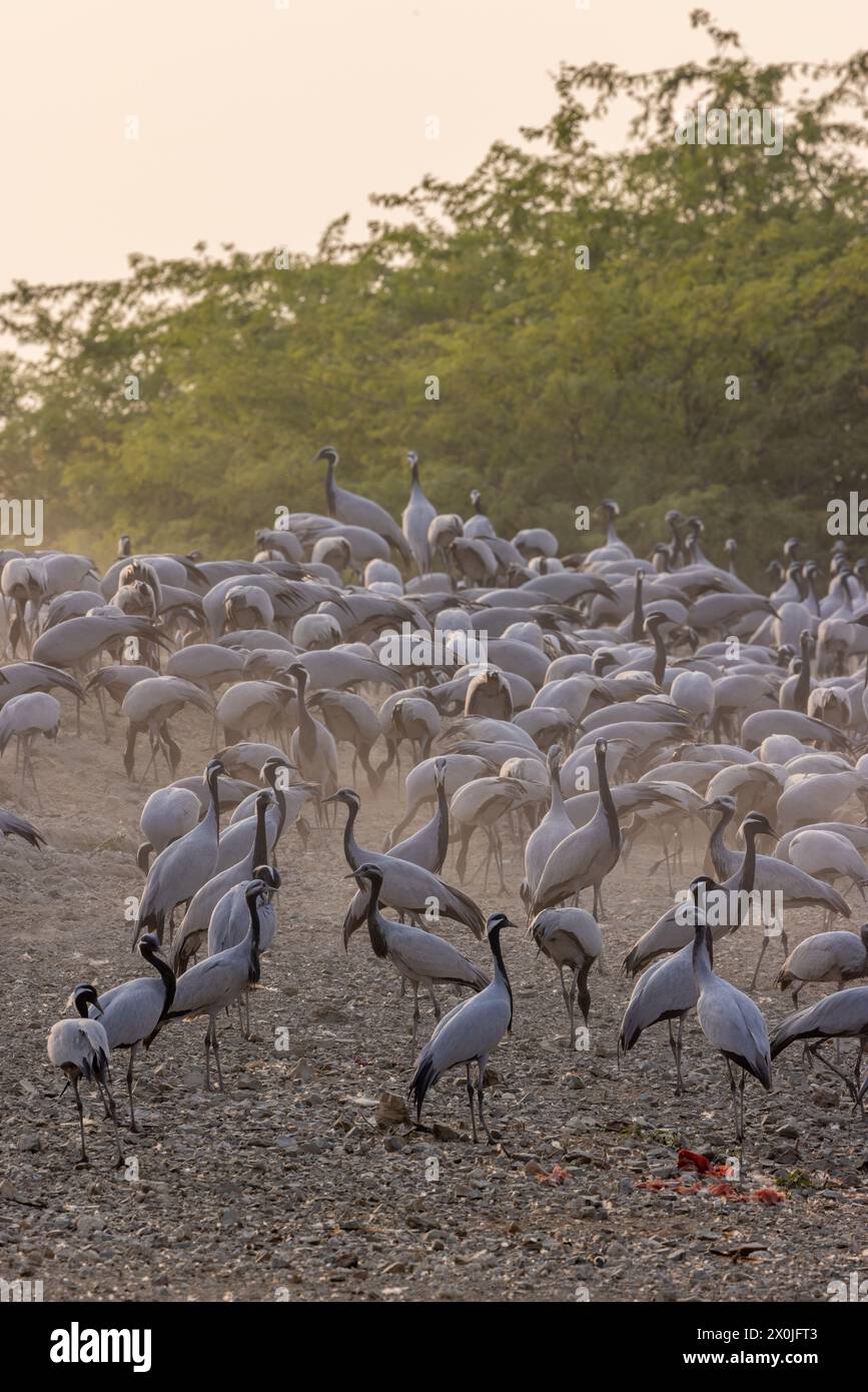Gemeinde der wandernden Demoiselle Krane in der Nähe des Dorfes Bishnoi, Rajasthan Stockfoto