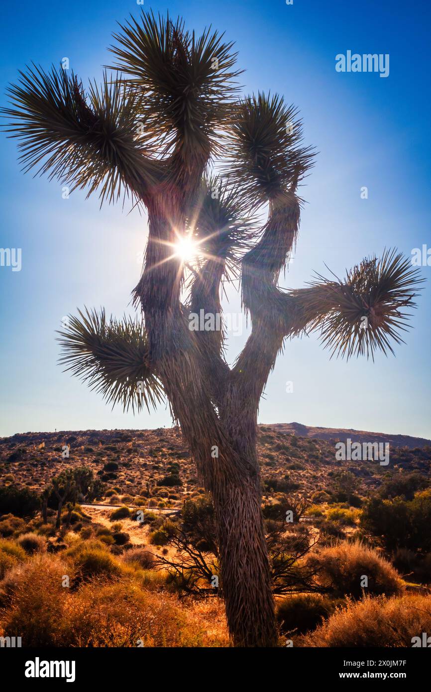 Joshua Tree Park bei Sonnenuntergang in der Mojave Desert, Kalifornien, mit Sonnenstrahlen durch. Stockfoto