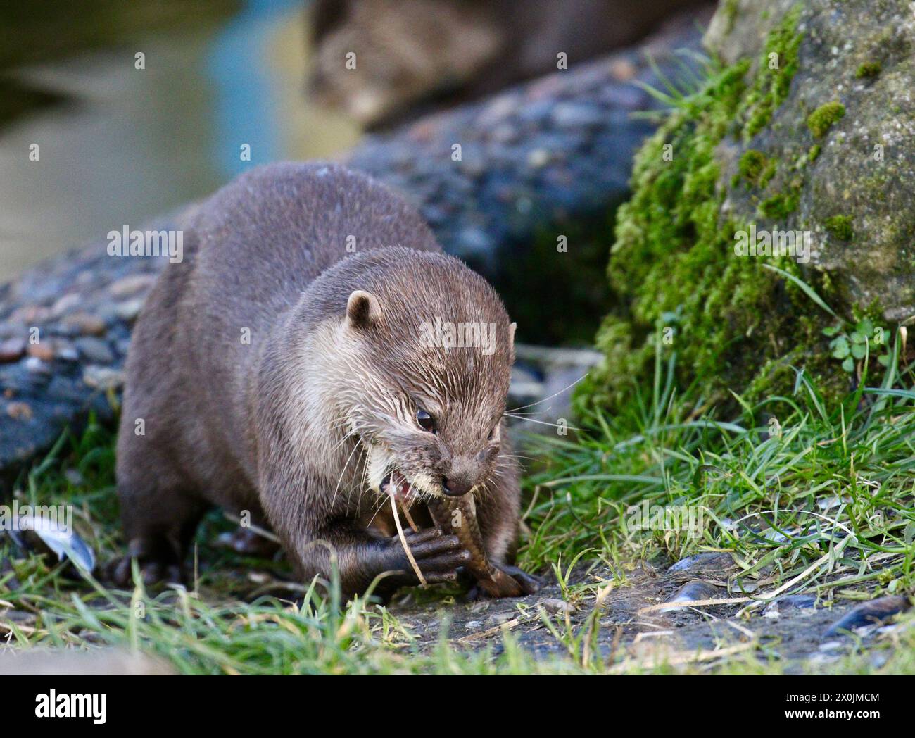 Asiatischer Kleinkrallenotter (Aonyx cinereus) Stockfoto