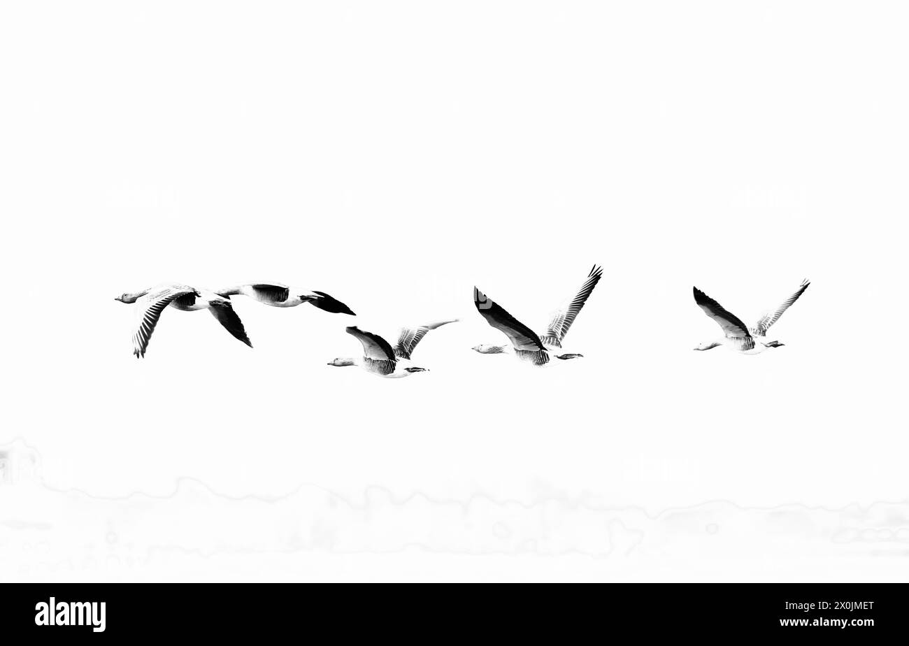 Graugänse (Anser Anser) Stockfoto