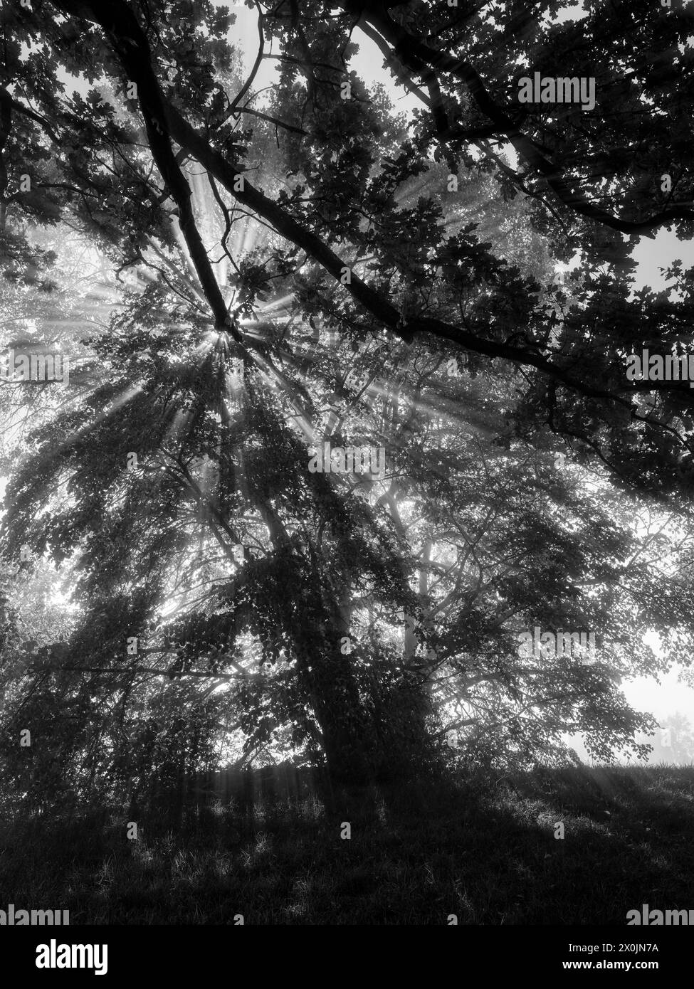 Herbstnebel auf dem Hirschberg zwischen Starnberg und Weilheim Stockfoto