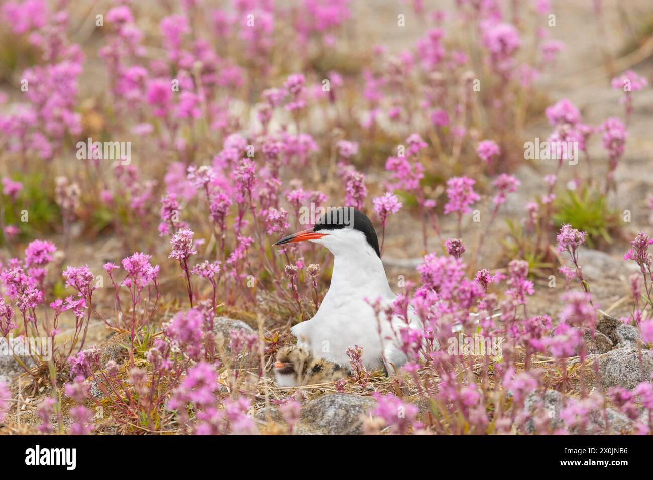 Seeschwalbe mit Küken sitzt auf einem Nest zwischen rosa Blumen, Nahaufnahme Stockfoto
