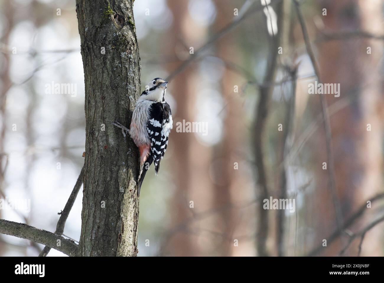Spechte mit weißem Rücken, der auf einem Baumstamm sitzt Stockfoto