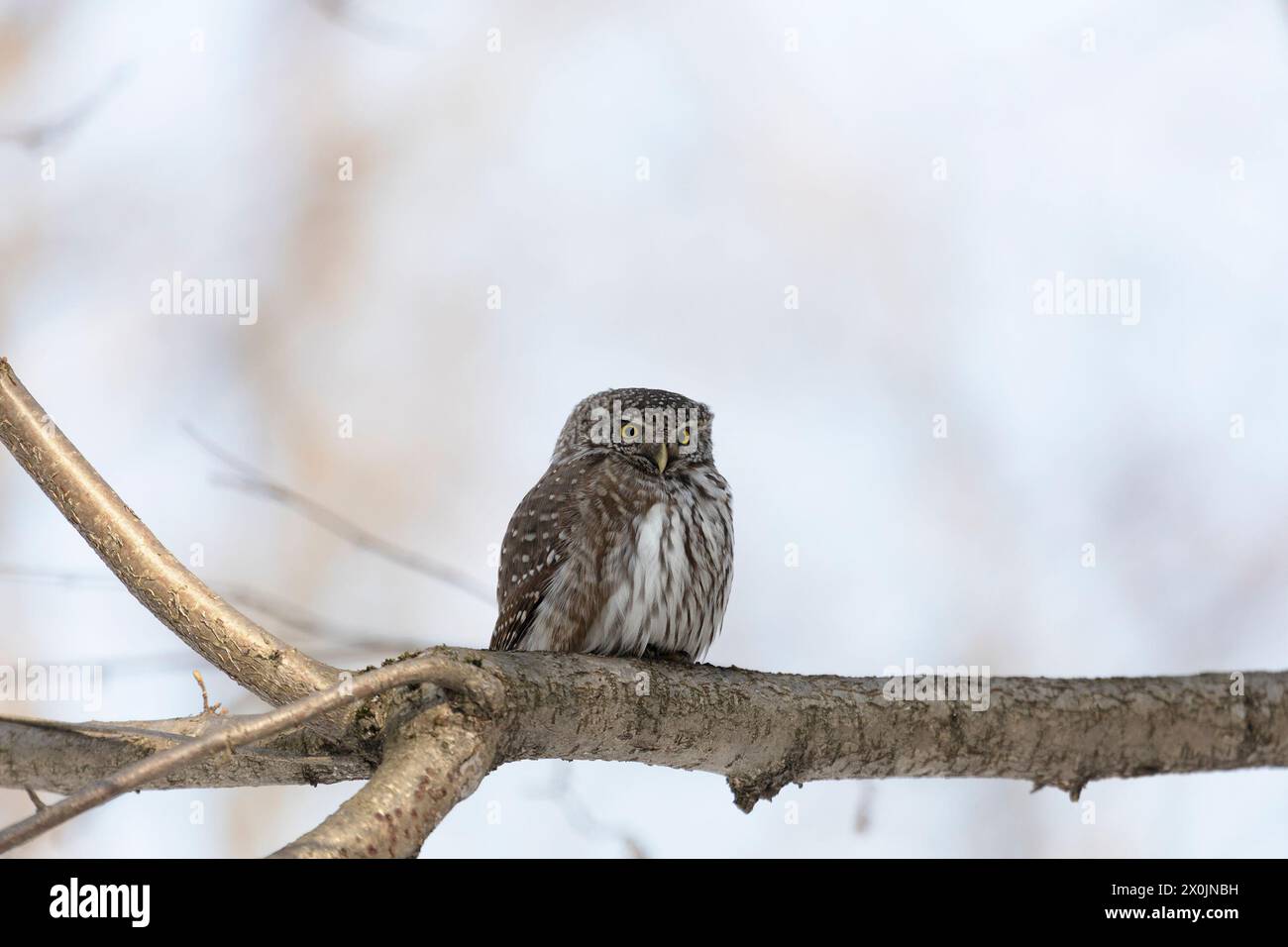 Eurasische Zwergkauz sitzt am Wintertag auf einem Baumzweig Stockfoto
