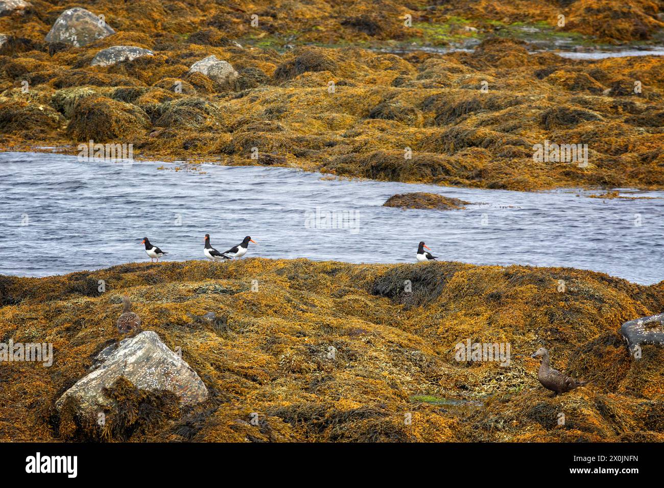 Eine Schar eurasischer Austernfischer unter Algen Stockfoto
