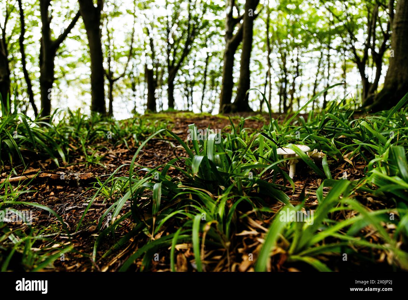 Spazieren Sie im August im Quelltal in Glücksburg an der Ostsee Stockfoto