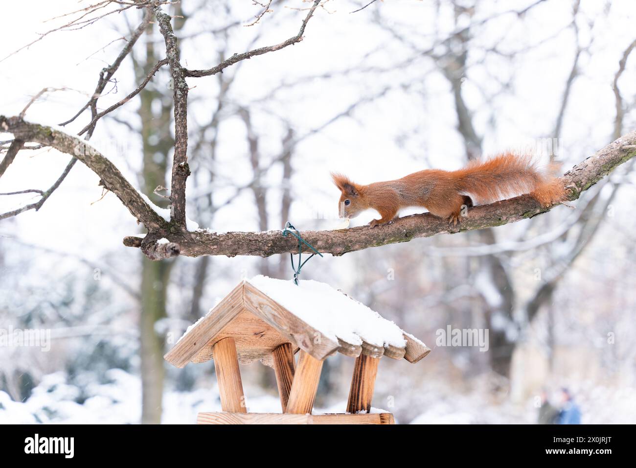 Kurioses, entzückendes Eichhörnchen mit orangefarbenem Pelz auf einem Baumzweig im Stadtpark während der Wintersaison Stockfoto