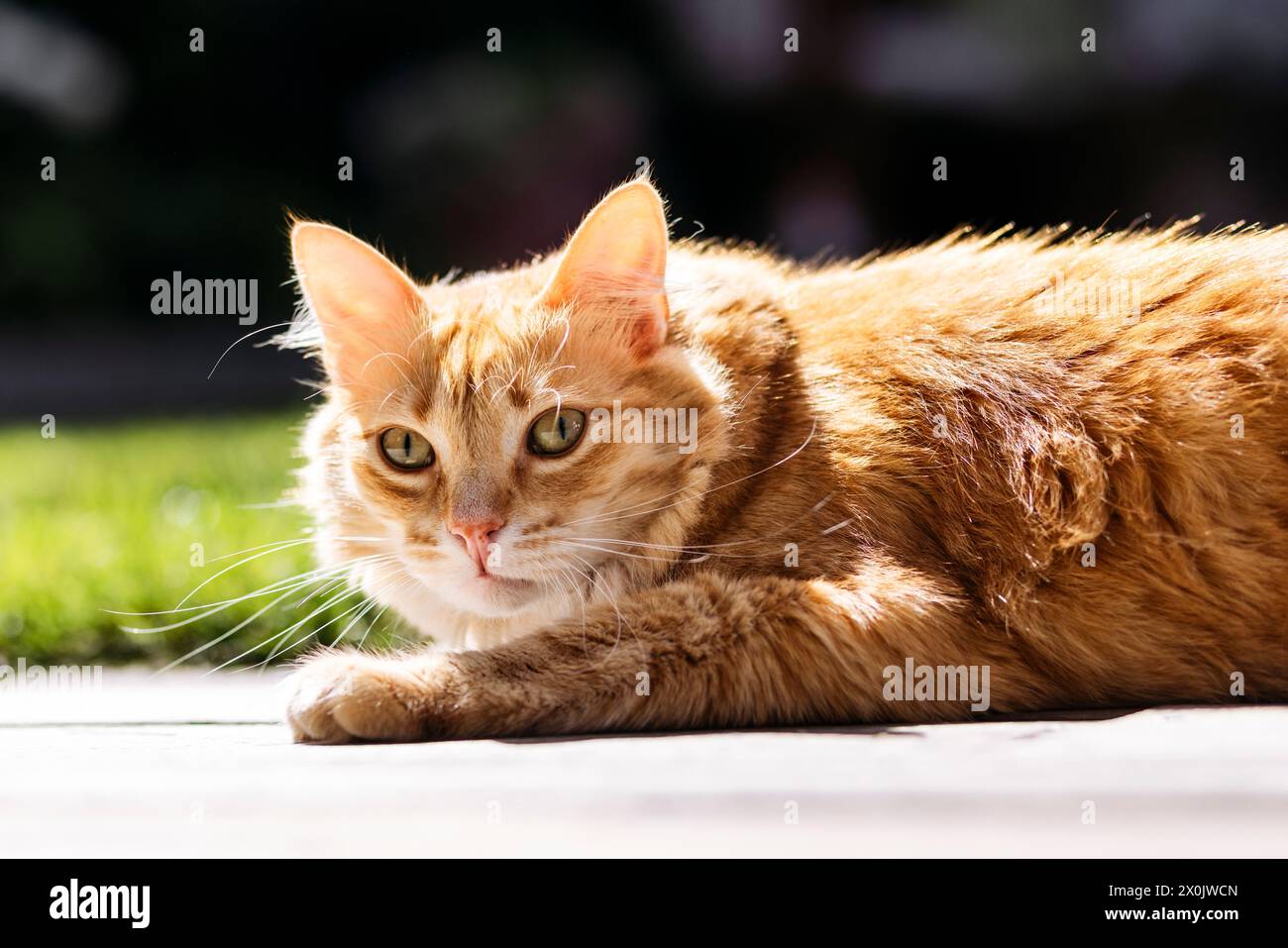 Hauskatzen / Katzen, die in Ihrem eigenen Garten nachjagen Stockfoto