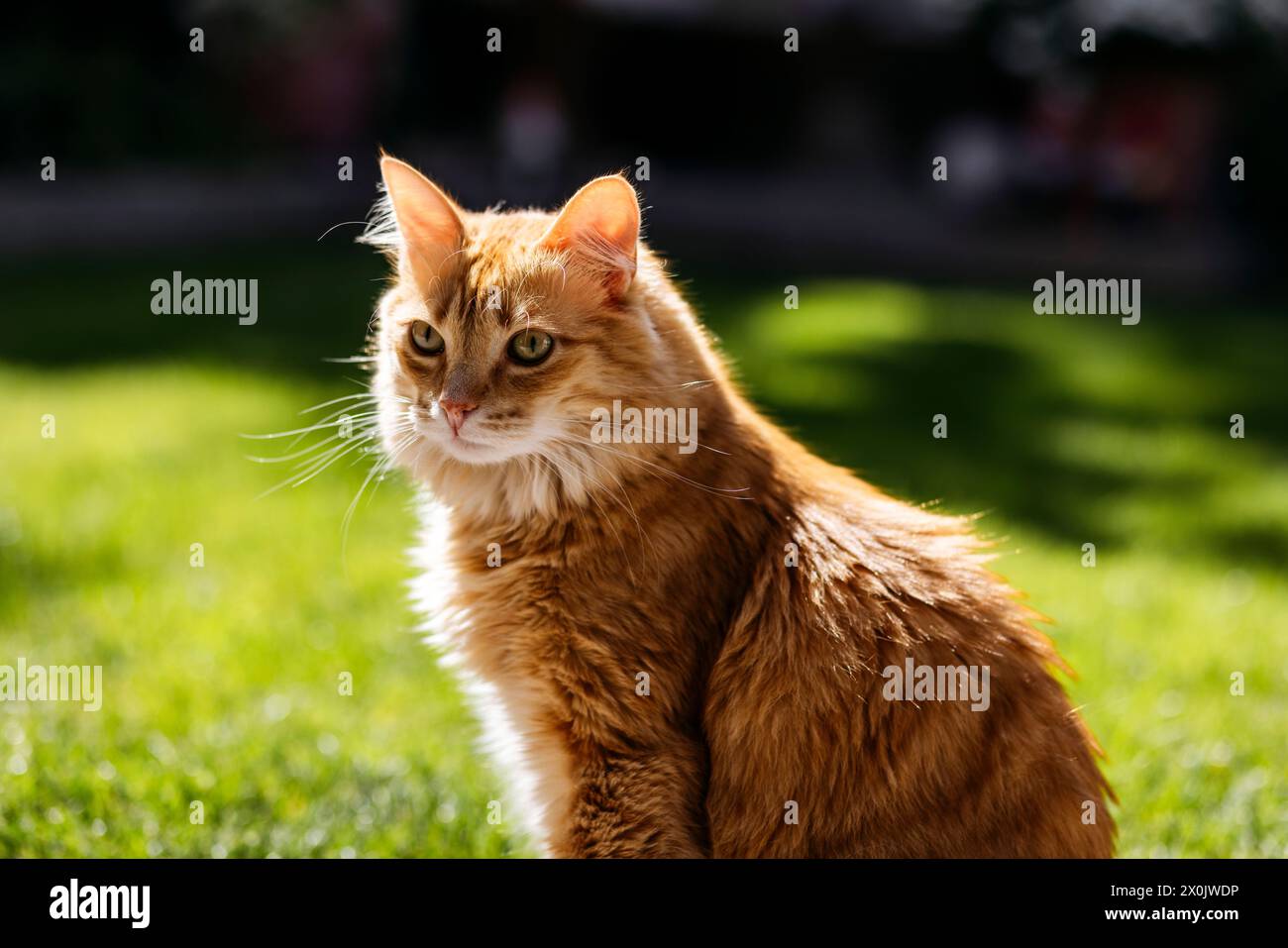 Hauskatzen / Katzen, die in Ihrem eigenen Garten nachjagen Stockfoto