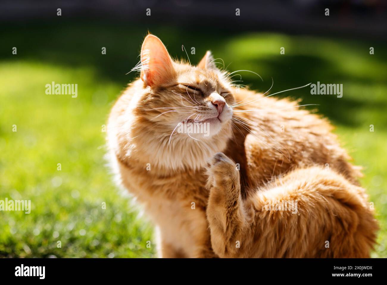 Hauskatzen / Katzen, die in Ihrem eigenen Garten nachjagen Stockfoto