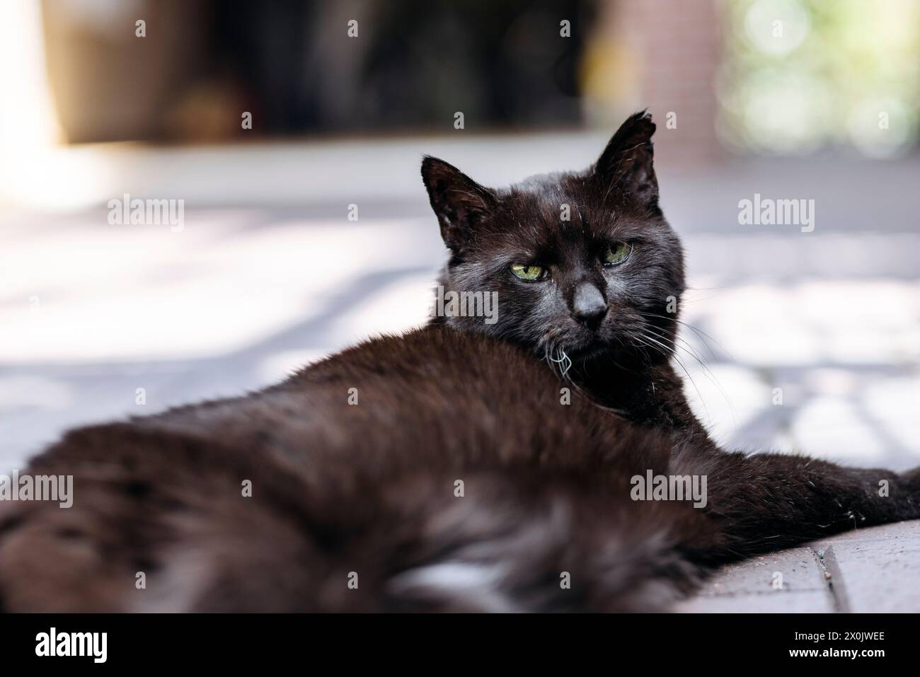 Hauskatzen / Katzen, die in Ihrem eigenen Garten nachjagen Stockfoto