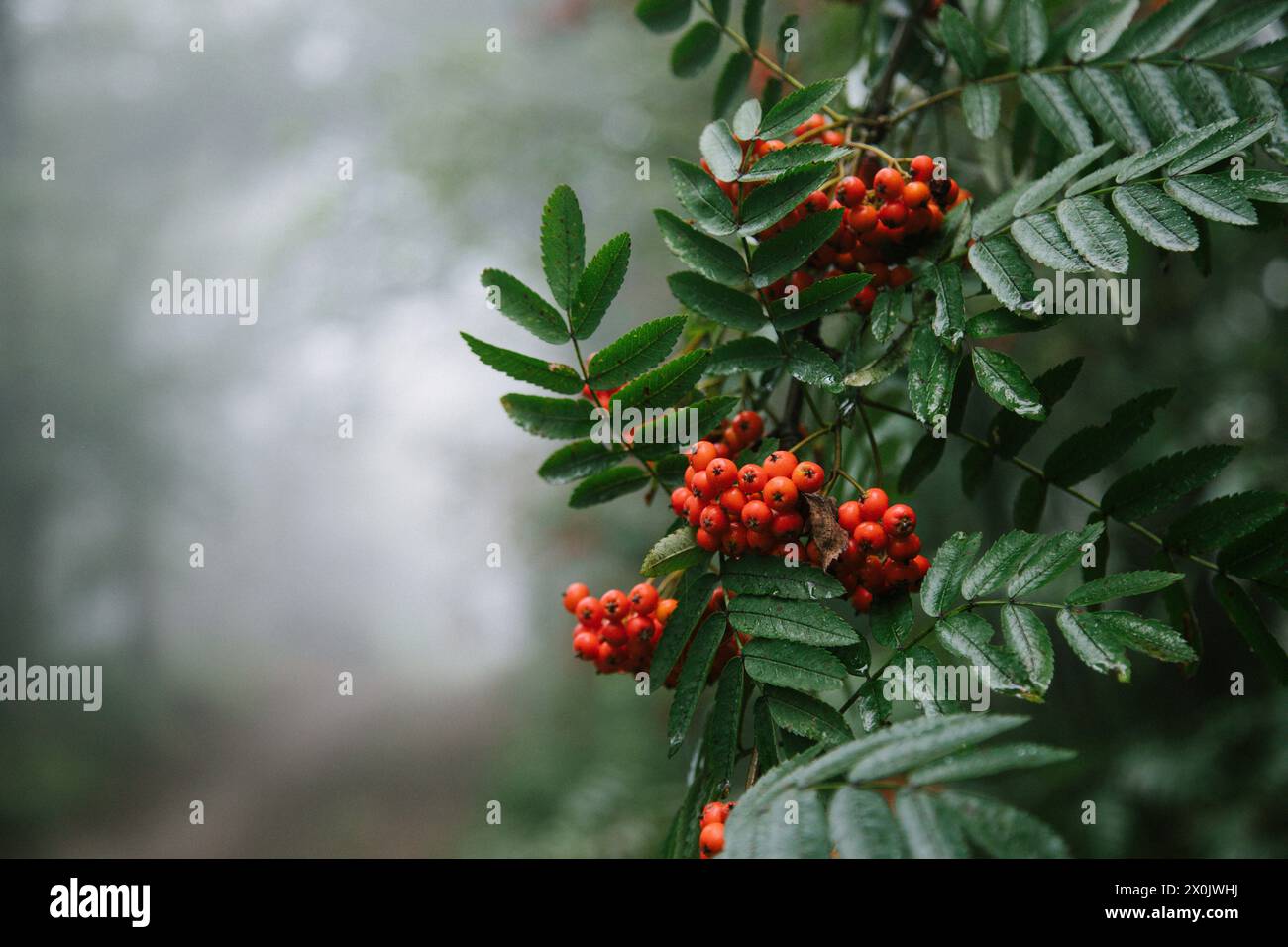 Spaziergang im August mit Nebel im Teutoburger Wald (Peter auf’m Berge) Stockfoto