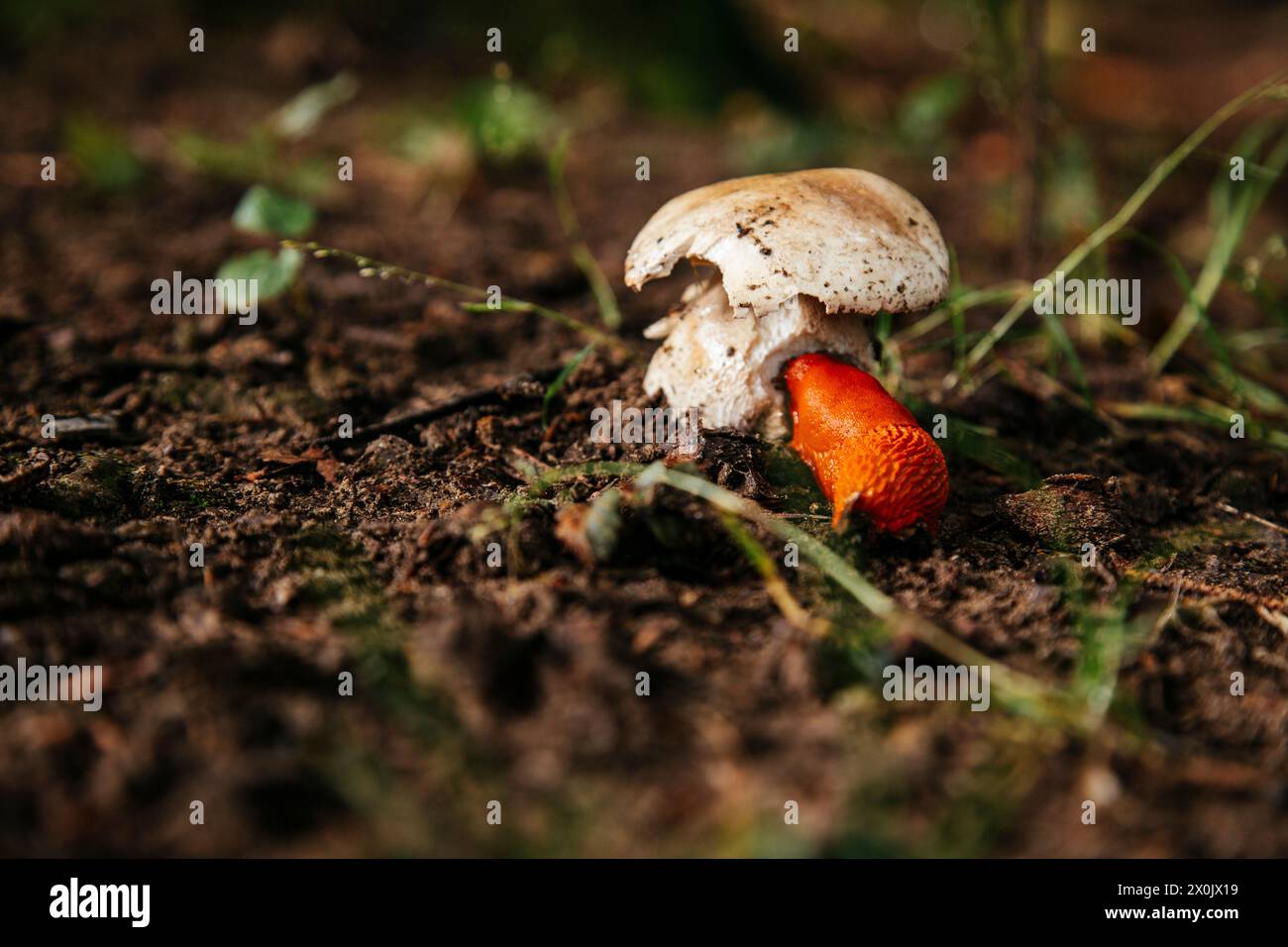 Spaziergang im August mit Nebel im Teutoburger Wald (Peter auf’m Berge), Schnecke isst Pilze Stockfoto