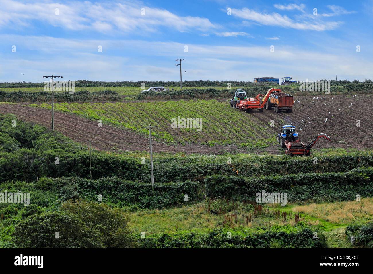 Traktoren und automatisierte Maschinen zur Ernte von Kartoffeln auf einem Feld in St Just, Cornwall, England, Großbritannien Stockfoto