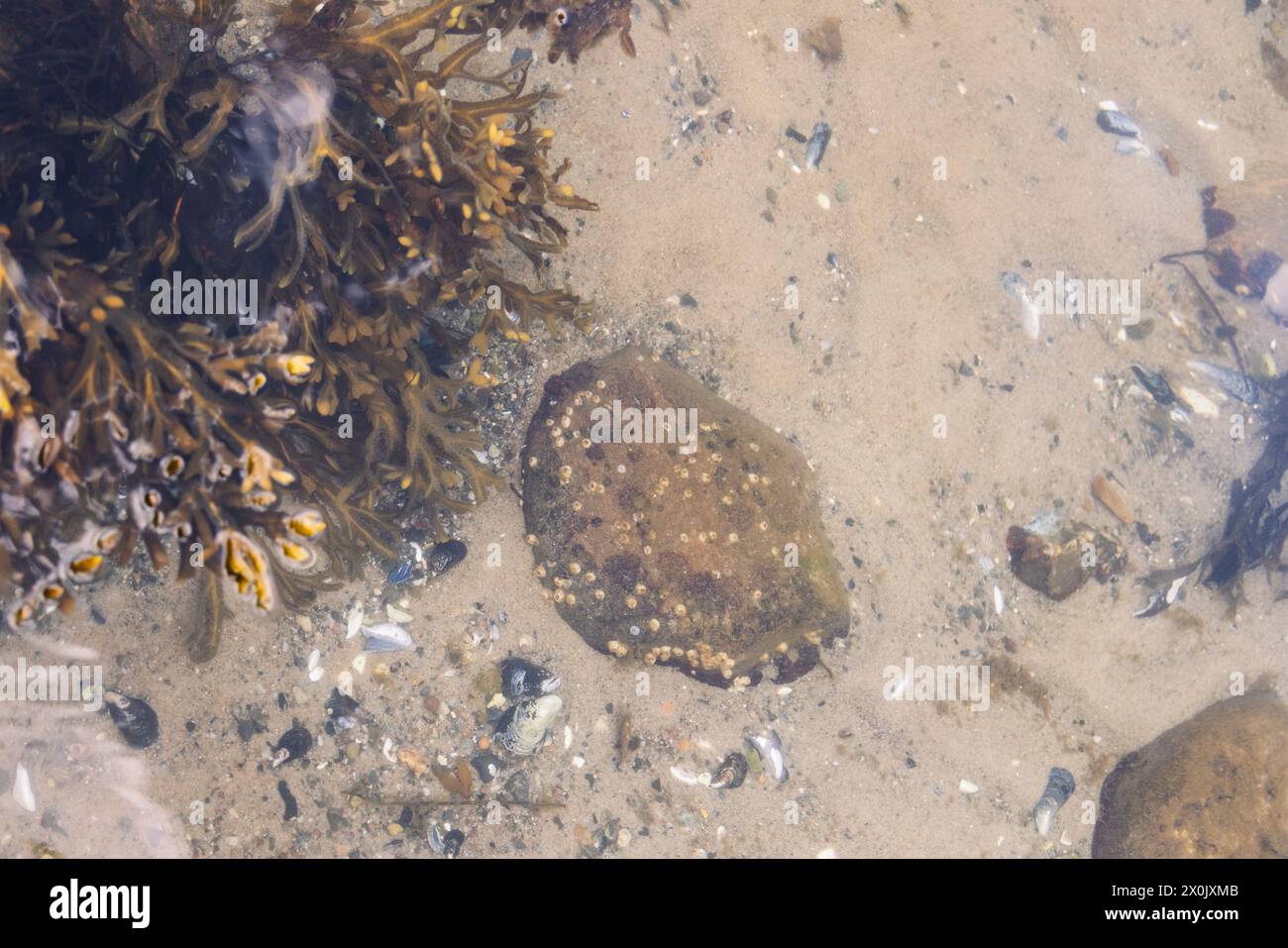 Glücksburg Sandwig, spazieren Sie am Strand Stockfoto