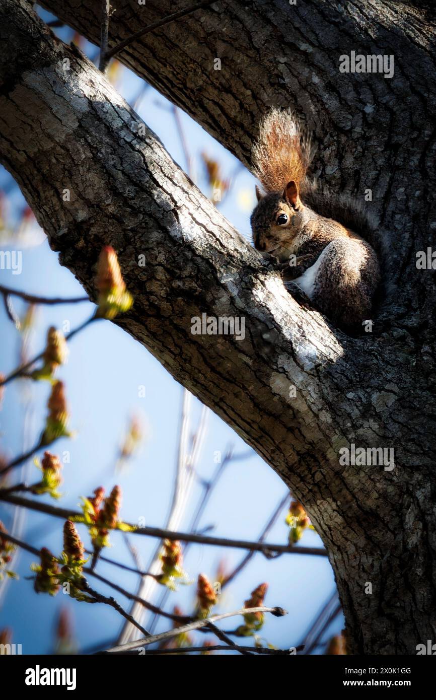 Ein Eichhörnchen sitzt in einem Baum in South Mill, North Carolina. Stockfoto