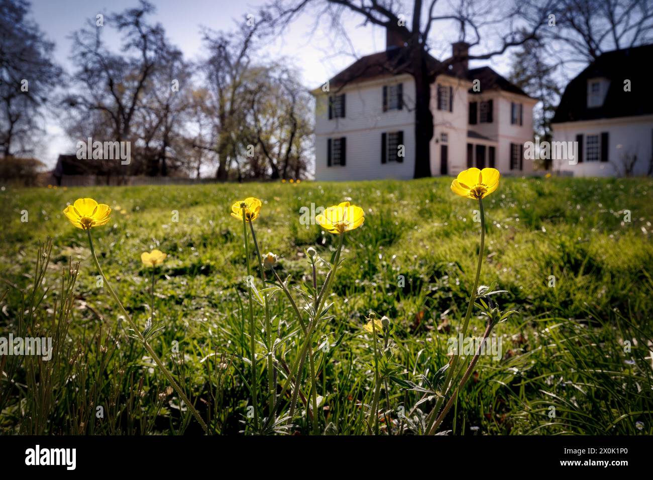 Frühlingsblumen blühen auf einem Feld in Colonial Williamsburg, Virginia. Stockfoto