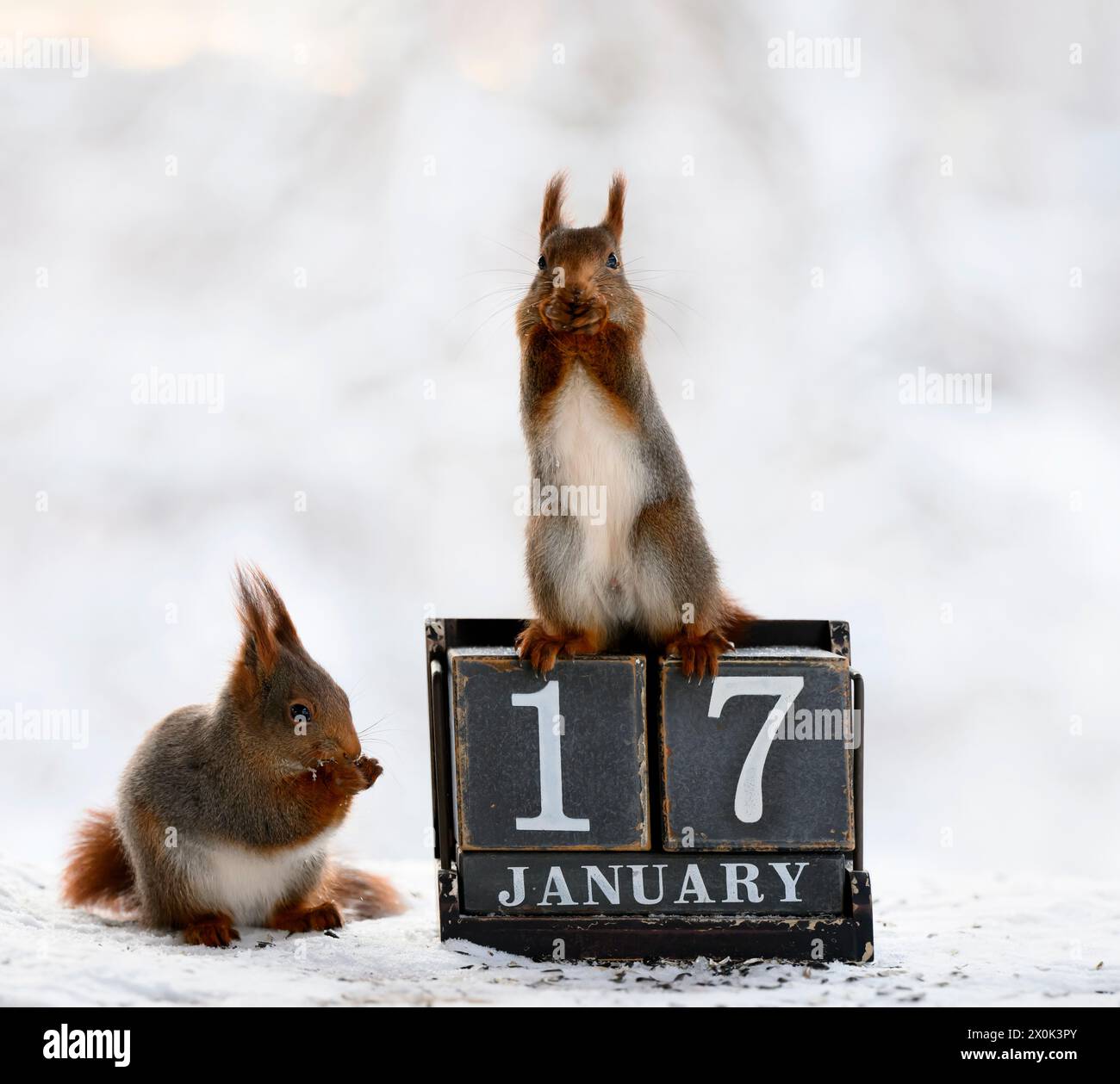Rotes Eichhörnchen mit Kalenderdatum 17. januar Stockfoto