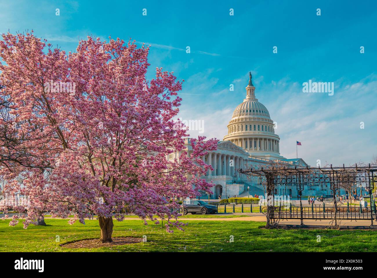 Blütenfrühling in Washington DC. Kapitolgebäude im Frühling. USA Kongress, Washington D.C. Stockfoto