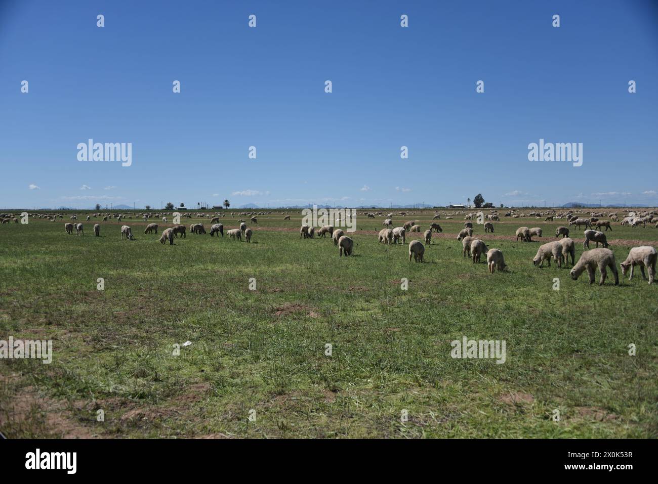 Pinal County Arizona USA. 3/16/2024. Im Pinal County in Arizona leben rund 13.000 Schafe. Stockfoto