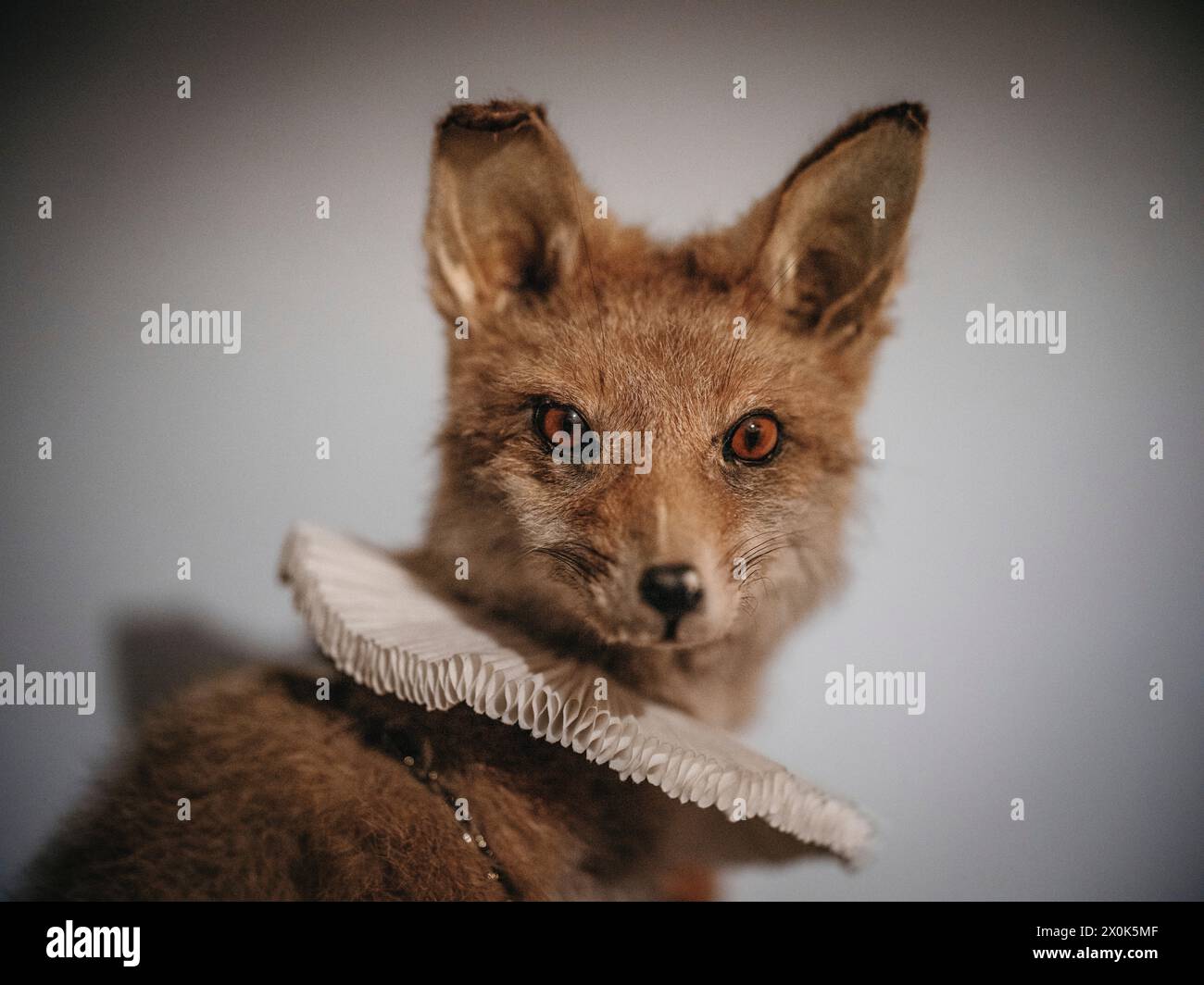 Gefüllter Fuchs mit Rüschen Stockfoto