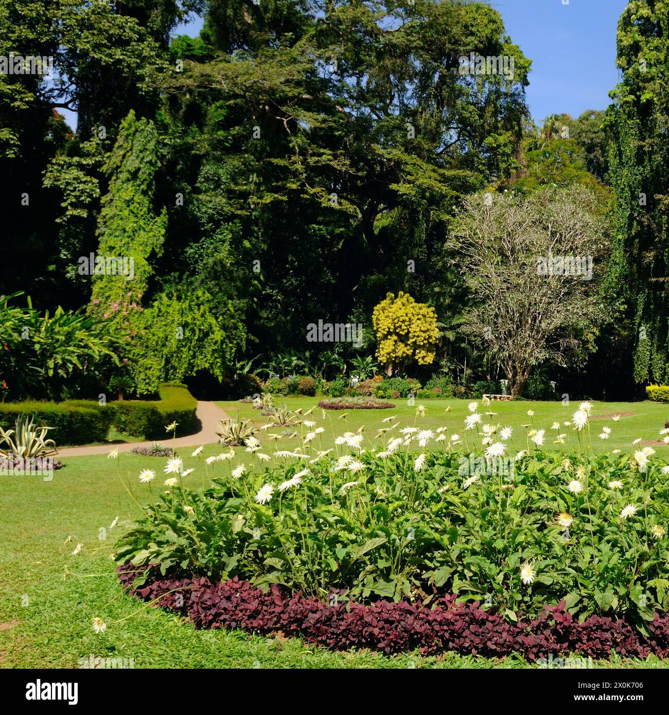 Tropischer Park mit weitläufigen Rasenflächen und Blumenbeeten. Botanischer Garten, Kandy, Sri Lanka. Stockfoto