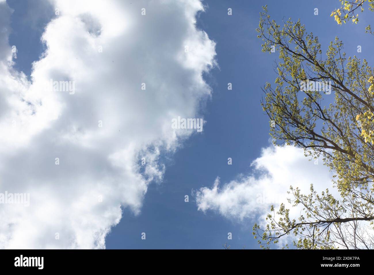 Blauer Himmel mit weißen Wolken (Cumulus), die die grünen Äste wie Zuckerwatte umgeben Stockfoto