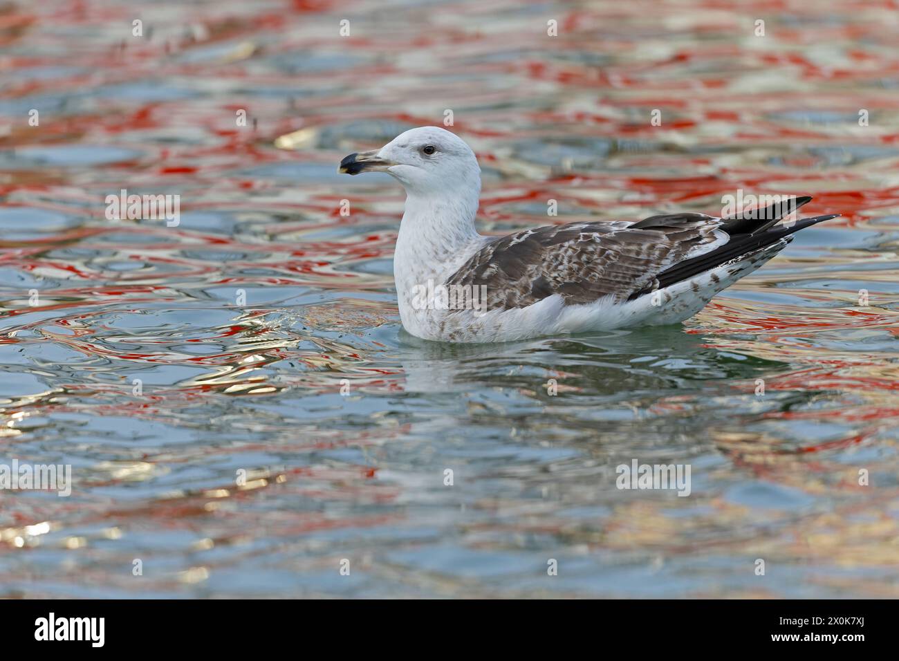 Eine junge Schwarzmöwe (Larus marinus), die im Hafen schwimmt. Stockfoto