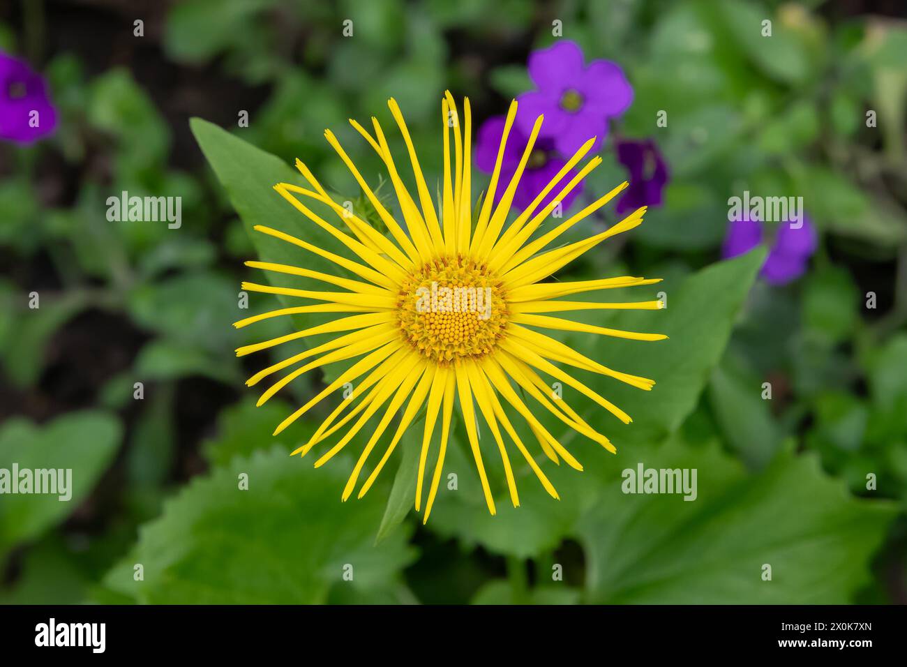 Nancy, Frankreich – im Mittelpunkt steht eine gelbe Blume von Inula hookeri in einem botanischen Garten in Nancy. Stockfoto