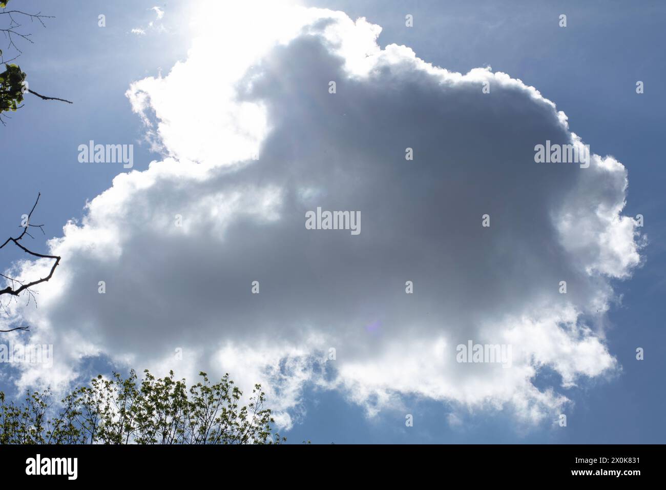 Blauer Himmel mit weißen Wolken (Cumulus), die die grünen Äste wie Zuckerwatte umgeben Stockfoto