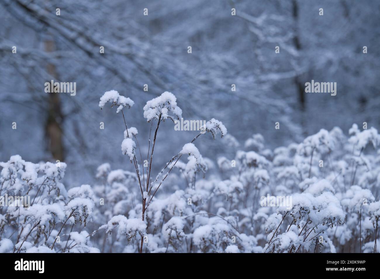 Schneebedeckte Samenköpfe der kanadischen Goldrute (Solidago canadensis), Deutschland Stockfoto