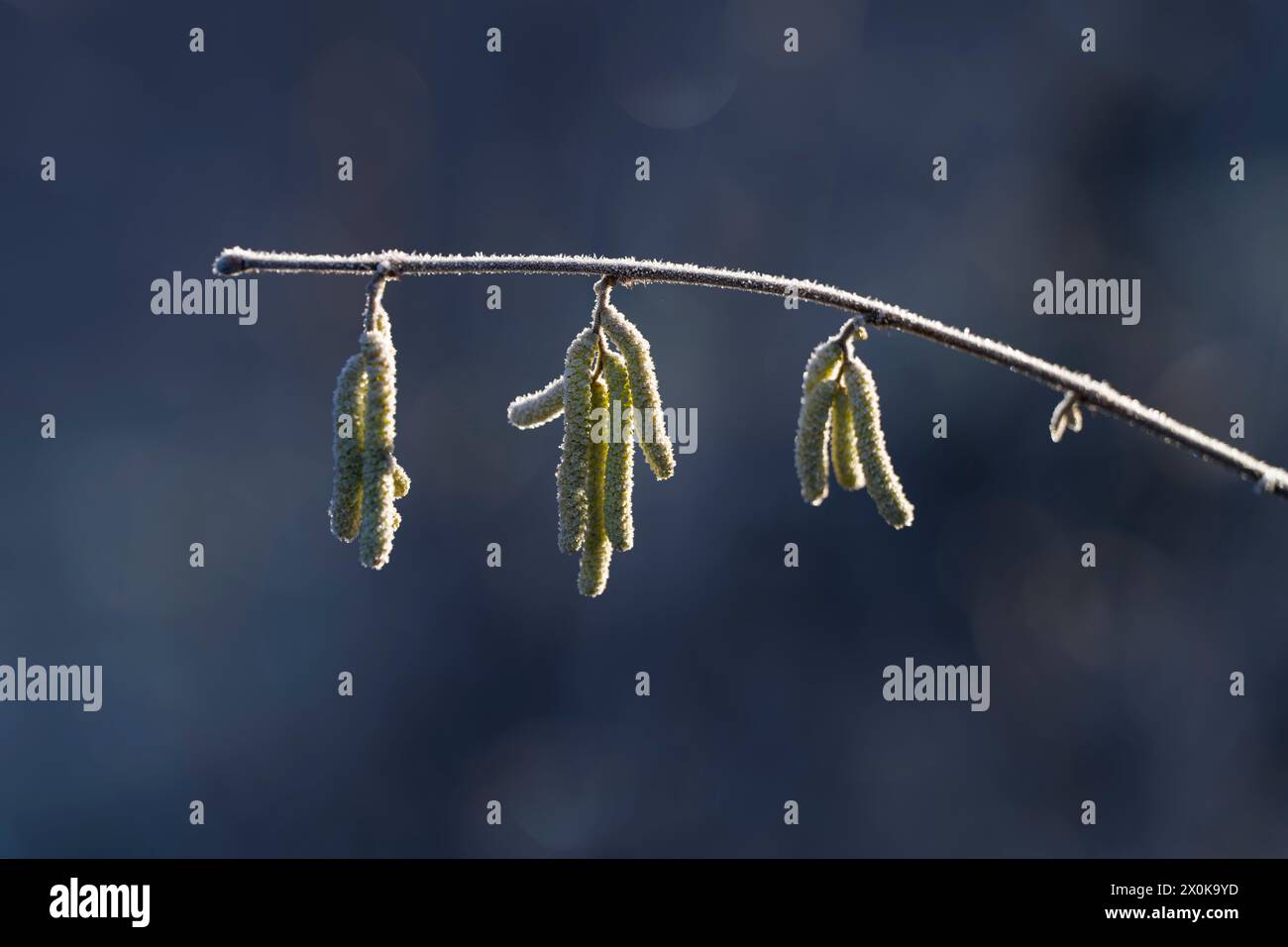 Blumenkatzen aus Haselbusch (Corylus avellana), mit Raureif bedeckt, Morgenlicht, Deutschland Stockfoto