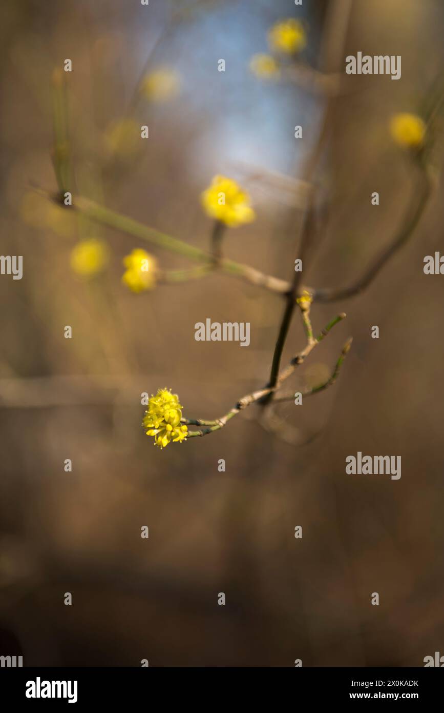 Frühling, Blüte, Zweig Stockfoto
