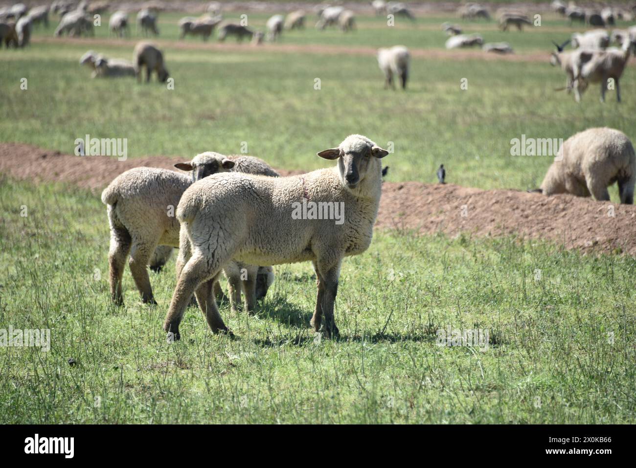 Pinal County Arizona USA. 3/16/2024. Im Pinal County in Arizona leben rund 13.000 Schafe. Stockfoto