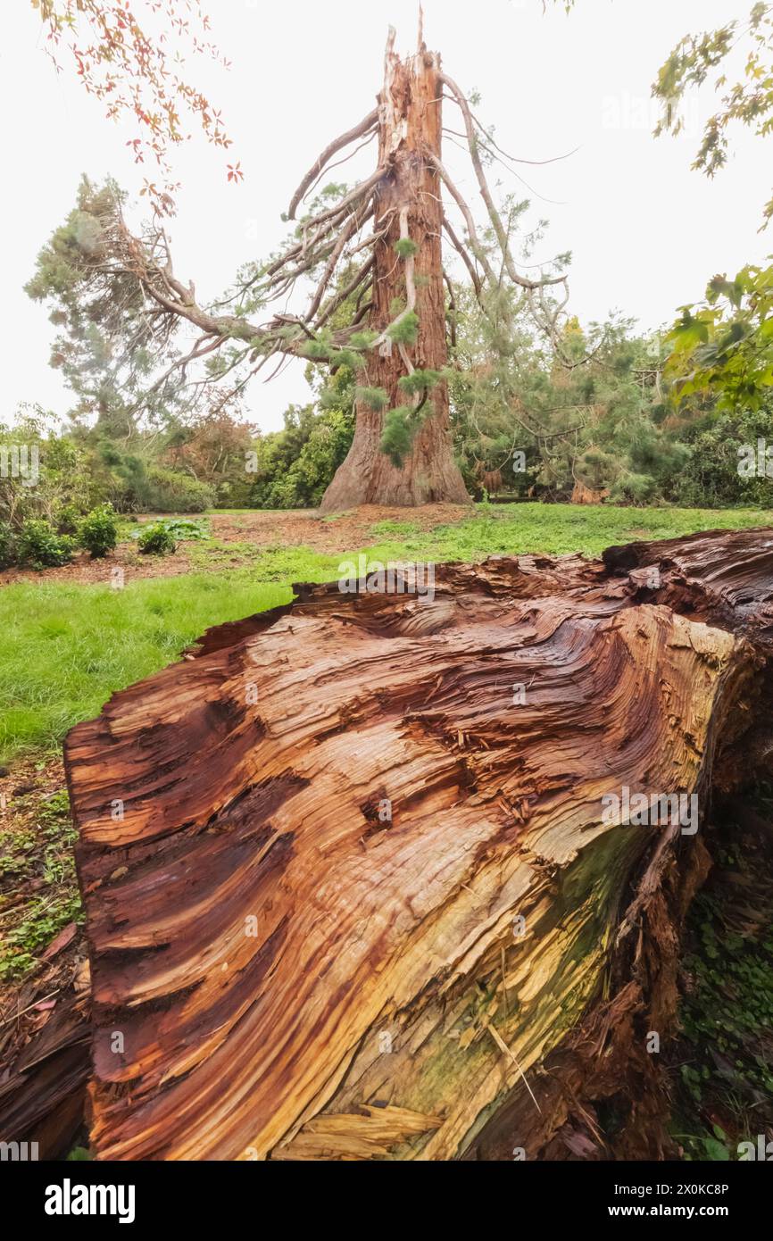 England, East Sussex, Sheffield Park and Gardens, Giant Redwood Tree wurde im November 2022 durch Lightening Strike beschädigt Stockfoto