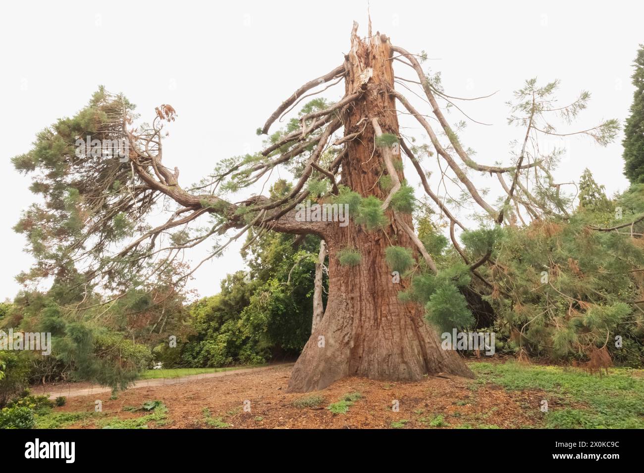 England, East Sussex, Sheffield Park and Gardens, Giant Redwood Tree wurde im November 2022 durch Lightening Strike beschädigt Stockfoto