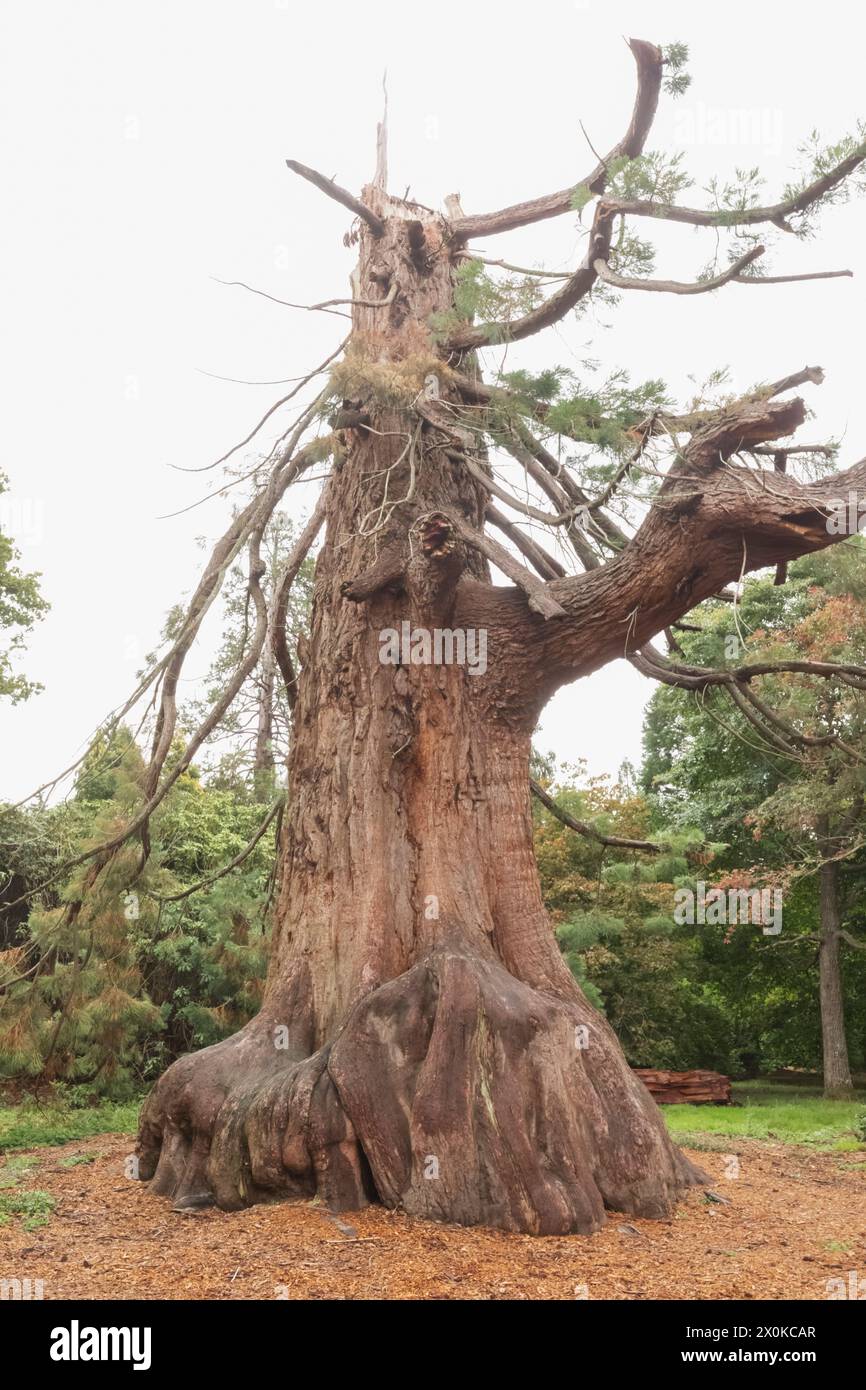 England, East Sussex, Sheffield Park and Gardens, Giant Redwood Tree wurde im November 2022 durch Lightening Strike beschädigt Stockfoto