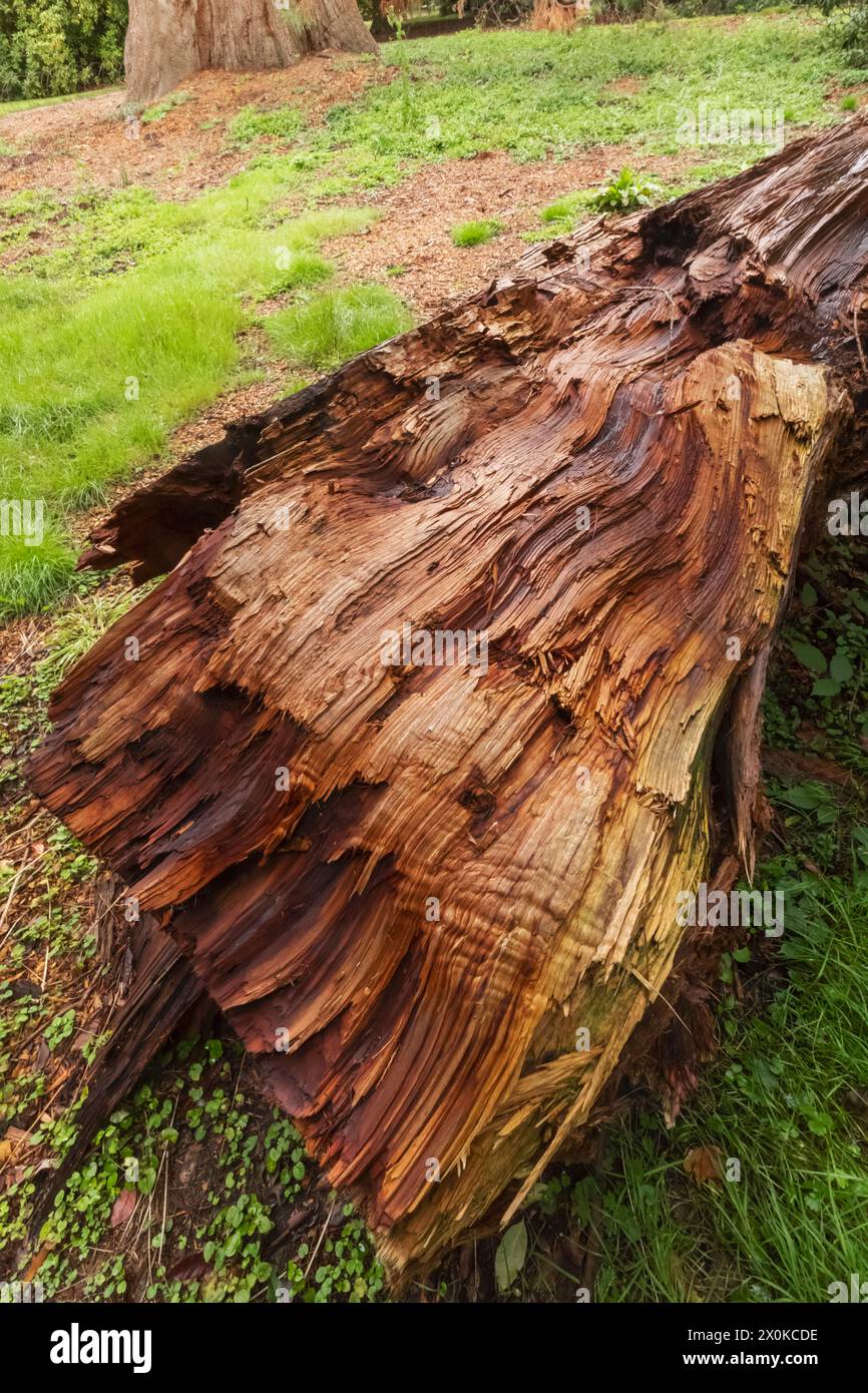 England, East Sussex, Sheffield Park and Gardens, Giant Redwood Tree wurde im November 2022 durch Lightening Strike beschädigt Stockfoto