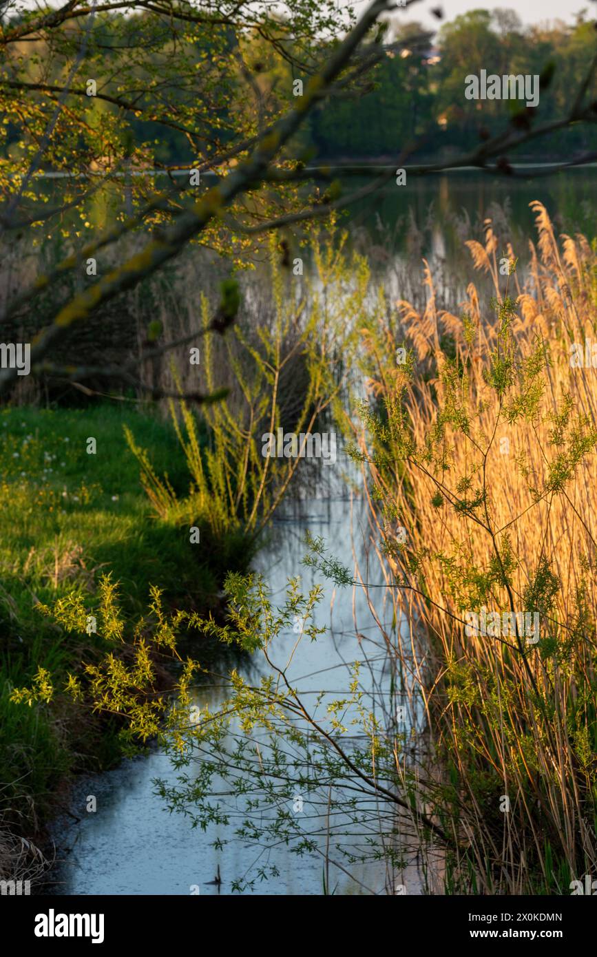 Frühling, Abstdorfer See, Landschaft Stockfoto