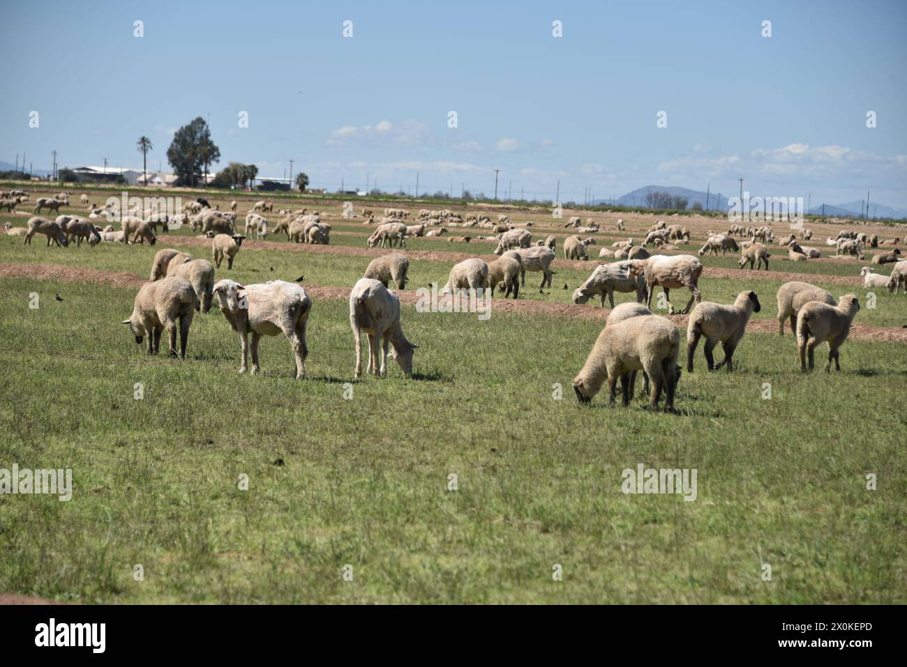Pinal County Arizona USA. 3/16/2024. Im Pinal County in Arizona leben rund 13.000 Schafe. Stockfoto