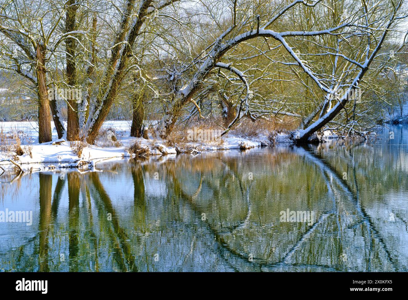 Europa, Deutschland, Hessen, Mittelhessen, Marburger Land, Winterstimmung auf der Lahn bei Weimar, Weiden im Schnee Stockfoto