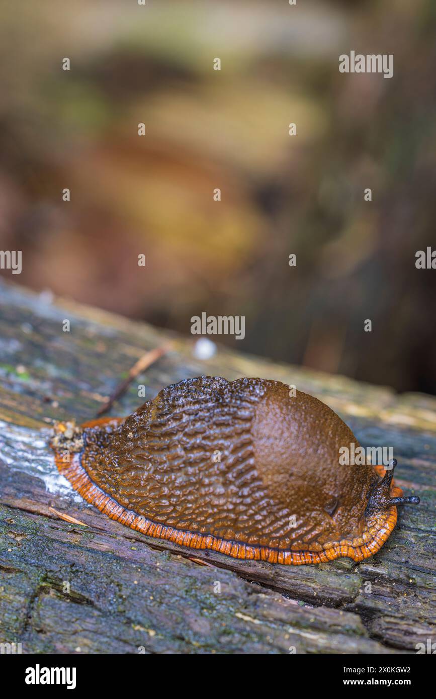 Spanische Schnecke (Arion lusitanicus, Arion vulgaris) im natürlichen Lebensraum Stockfoto