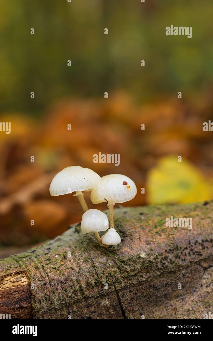 Die Welt der unauffälligen Nahaufnahme der Pilze Stockfoto