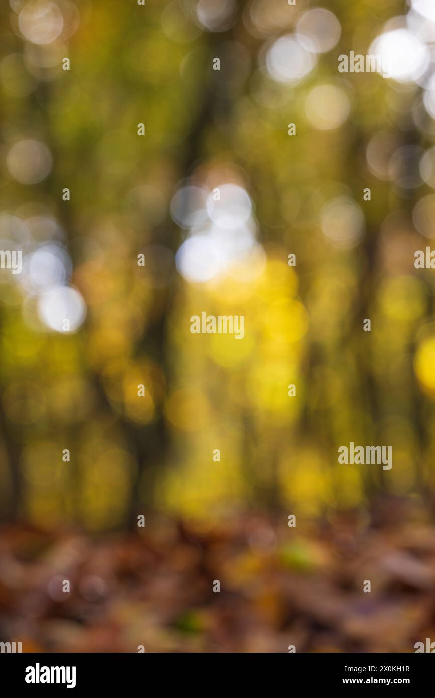 Unscharfer abstrakter Naturhintergrund mit Blättern und Bokeh-Lichtern aus dem natürlichen Wald Stockfoto